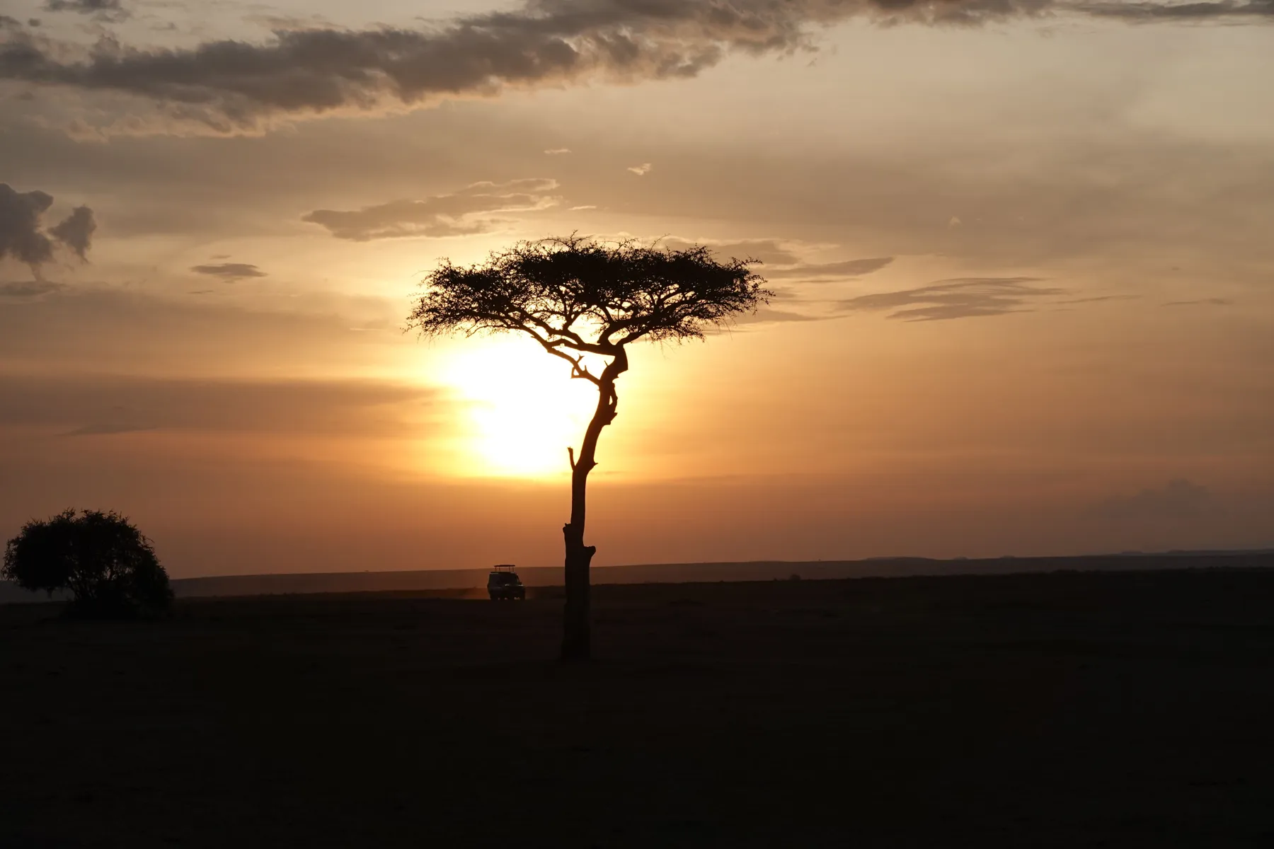 An acacia tree silhouetted at dusk