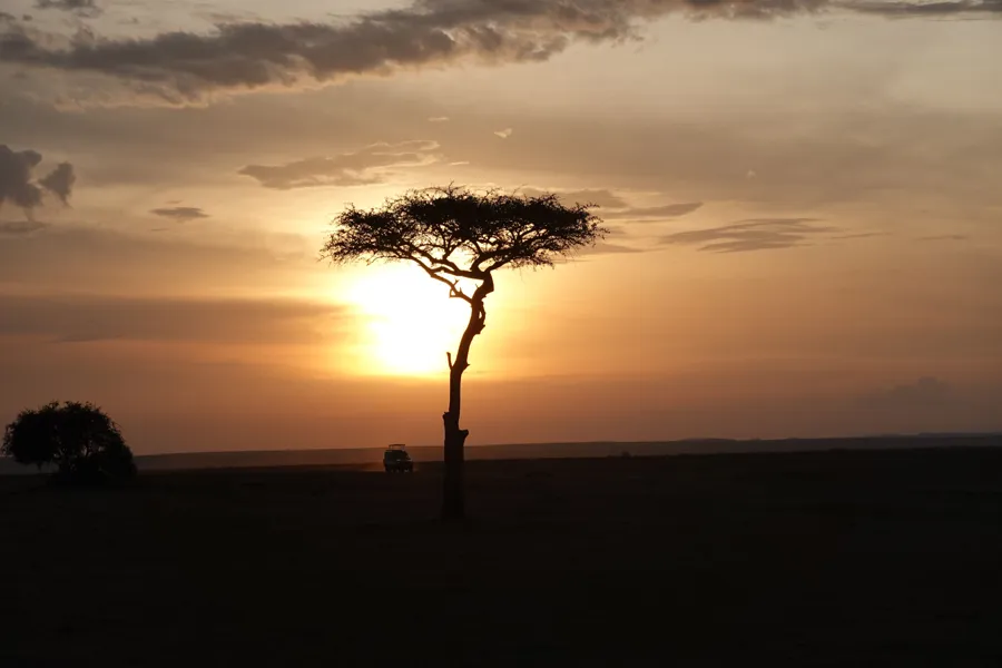 An acacia tree at dusk on the savanna