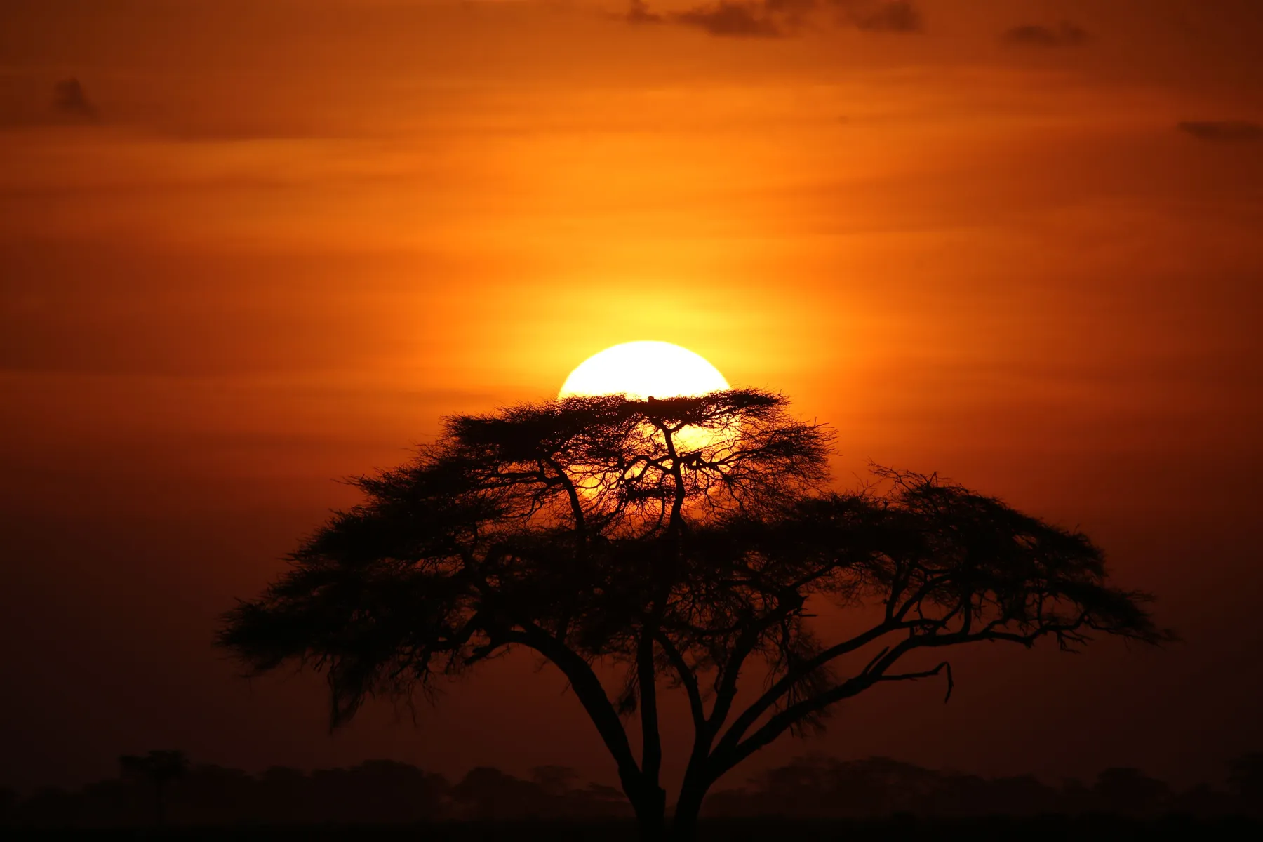 An acacia tree against a low orange sun on the savanna