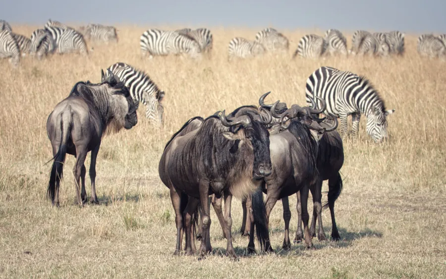 Wildebeest and zebra grazing on golden grass